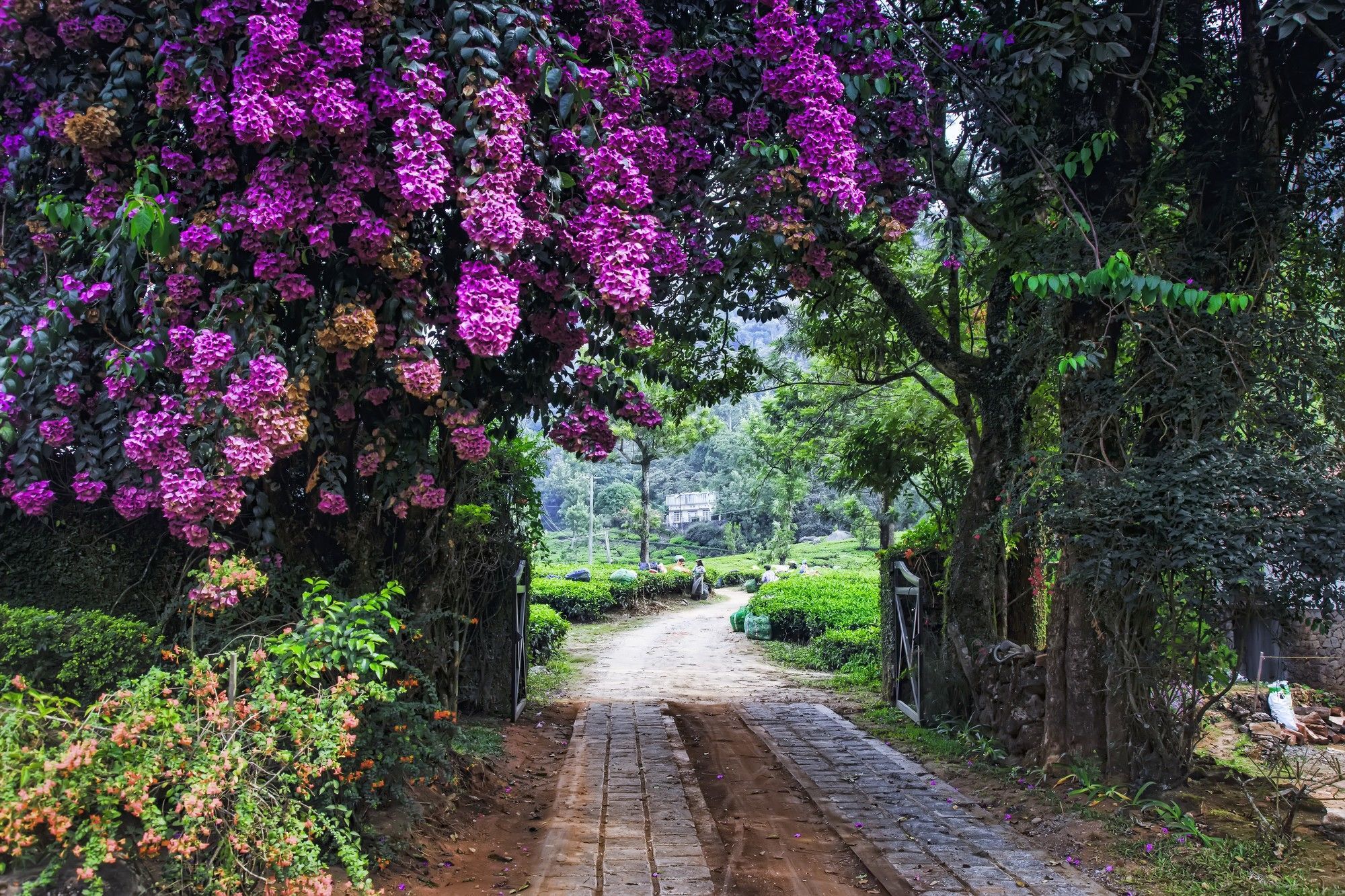 Windermere Estate Munnar Εξωτερικό φωτογραφία